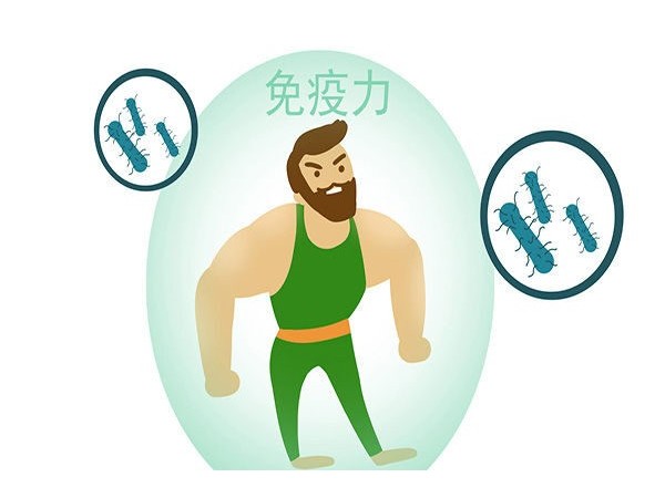 冬虫夏草还能影响着身体免疫力？