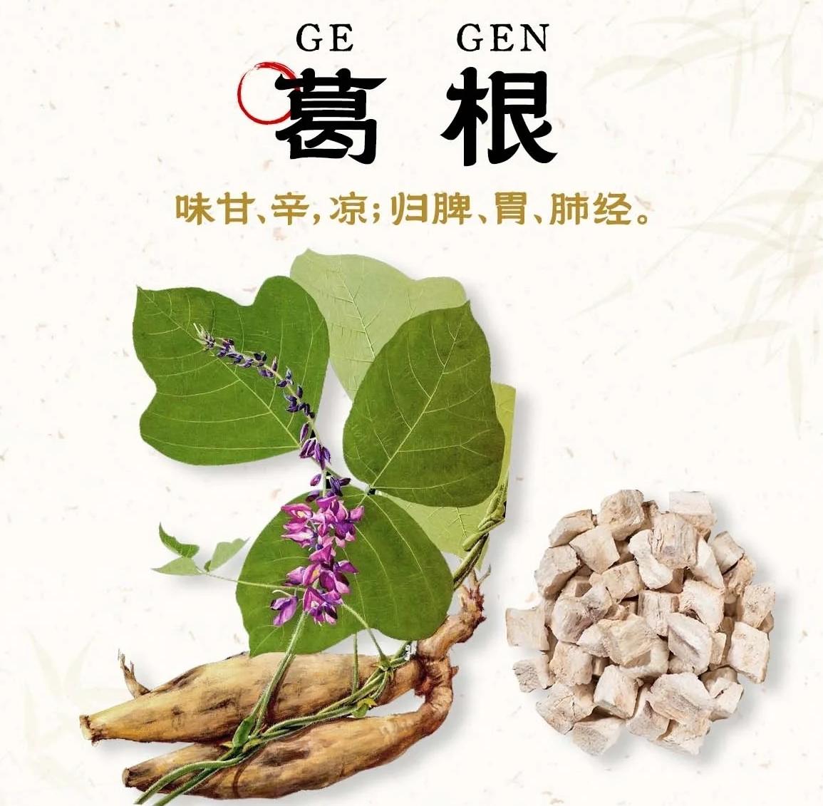 葛根：藏在千年草药里的“护肝密码”
