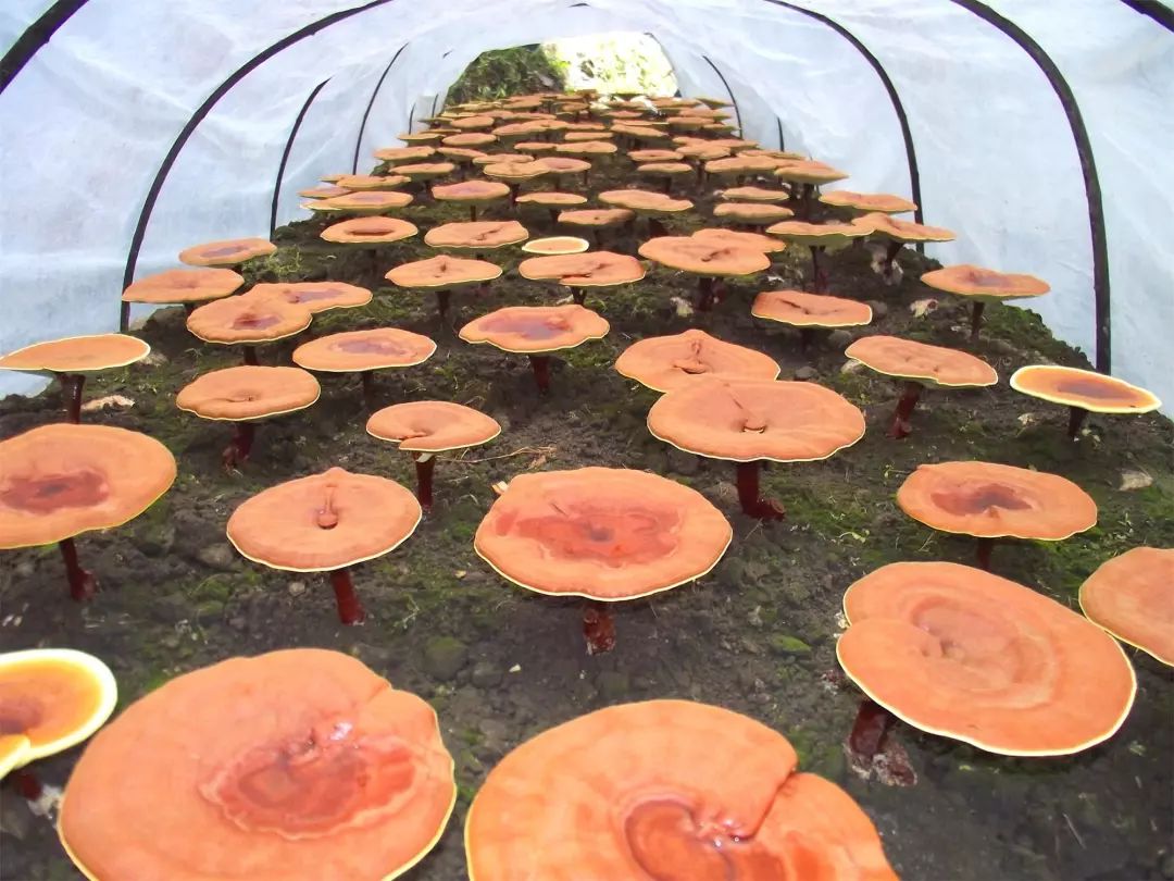 人工养殖的灵芝孢子粉比野生灵芝孢子粉食用更安全