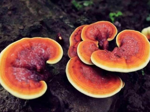 灵芝孢子粉的科普，这些你都了解吗？